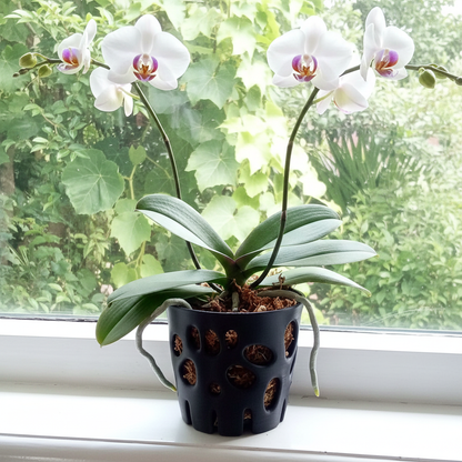 Air Root Orchid Planter