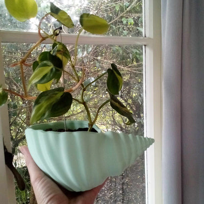 Sea Shell Plant Pot