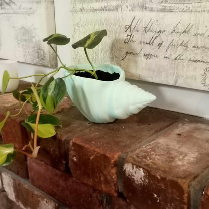 Sea Shell Plant Pot